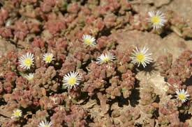 Mesembryanthemum — planta de la familia Aizoaceae relacionada con Sceletium. Autor: Joe Decruyenaere, Wikipedia
